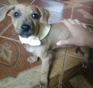 Cachorro raça Indefinida idade 7 a 11 meses nome Dora