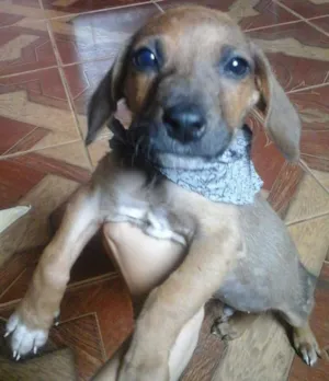 Cachorro raça Indefinida idade 7 a 11 meses nome Spike