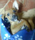 Chico