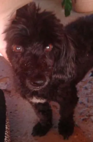 Cachorro raça Poodle idade 2 anos nome Nao tem nome ainda 