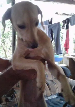 Cachorro raça indefinida idade 7 a 11 meses nome Bailarina