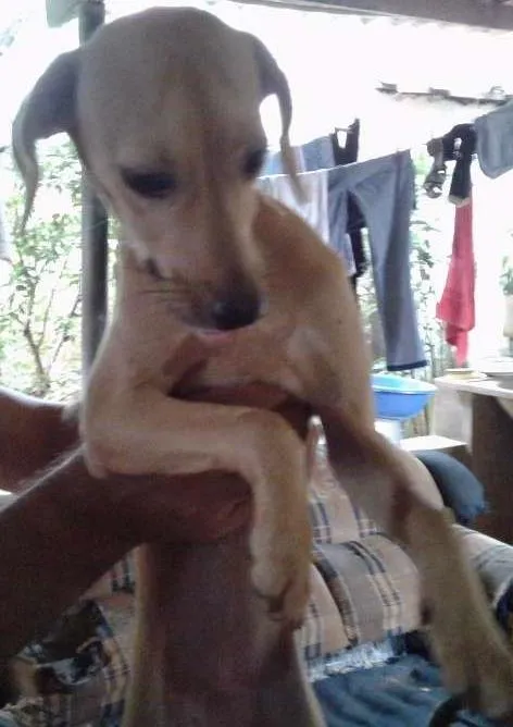 Cachorro ra a indefinida idade 7 a 11 meses nome Bailarina