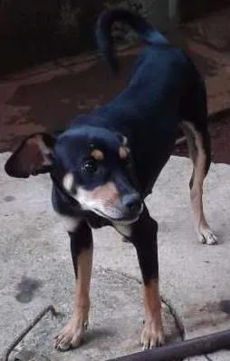 Cachorro raça indefinida idade 7 a 11 meses nome Megue