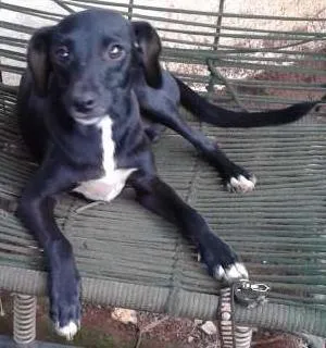 Cachorro raça indefinida idade 7 a 11 meses nome Peri
