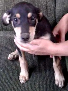 Cachorro ra a indefido idade 2 a 6 meses nome Tufão