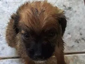 Cachorro ra a vira lata idade Abaixo de 2 meses nome irmaos 