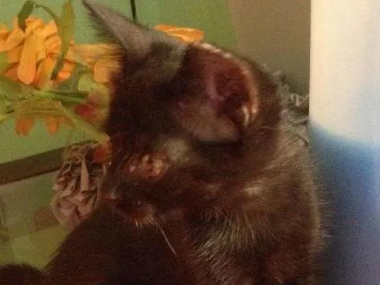 Gato ra a SRD idade 2 a 6 meses nome Sorte e Spirit (fêm