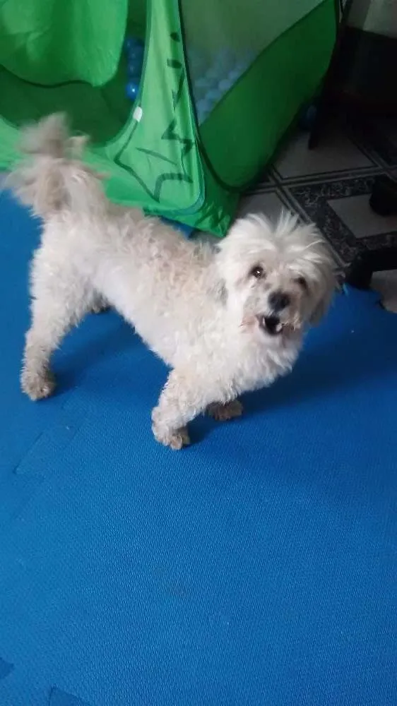 Cachorro ra a Maltês idade 2 anos nome pedrinho