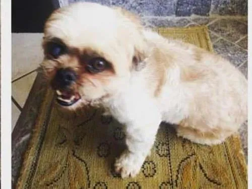 Cachorro ra a Shitzu idade 3 anos nome Fofurinha