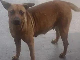 Cachorro ra a Viralata idade 2 anos nome Não sei