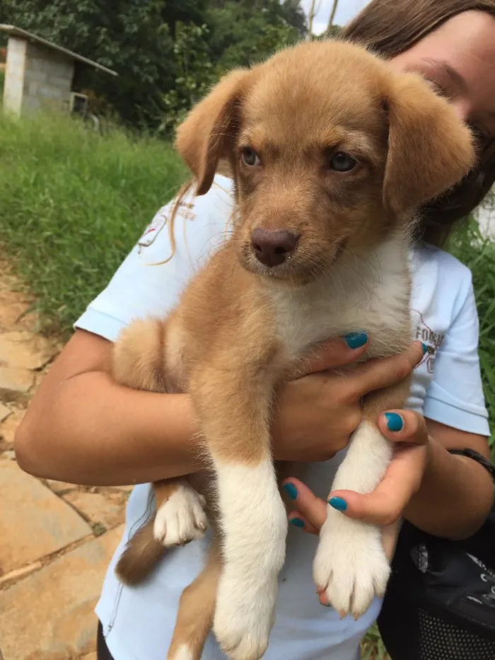 Cachorro ra a SRD idade 2 a 6 meses nome Prince