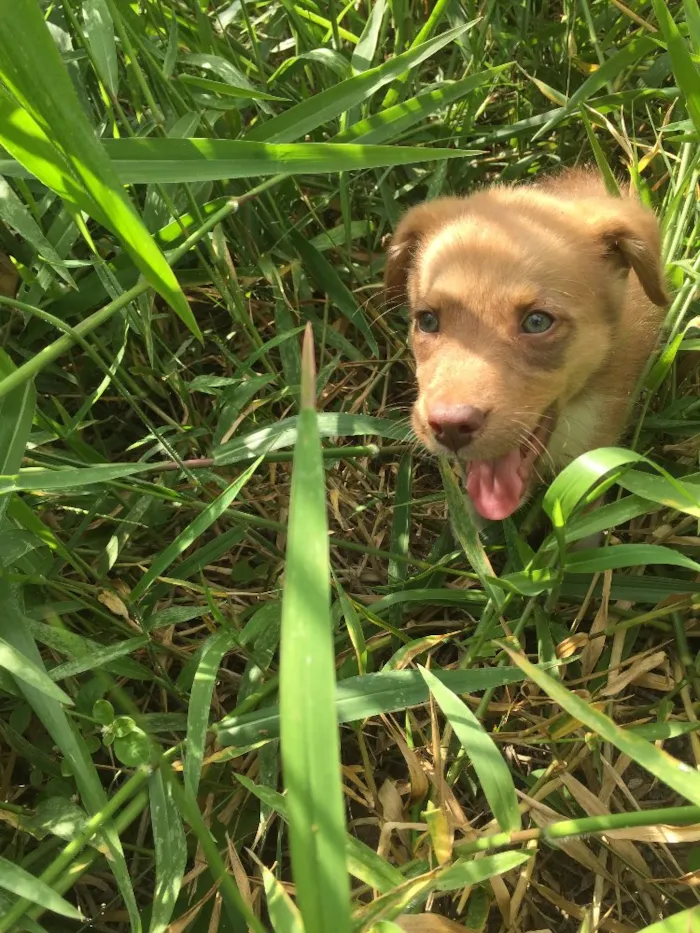 Cachorro ra a SRD idade 2 a 6 meses nome Prince