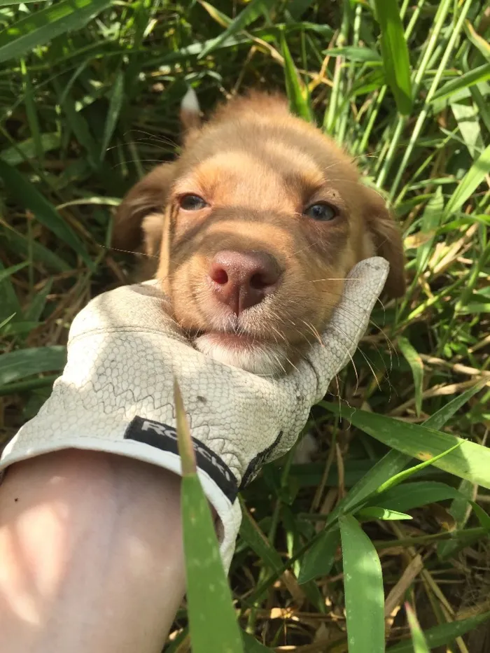 Cachorro ra a SRD idade 2 a 6 meses nome Prince