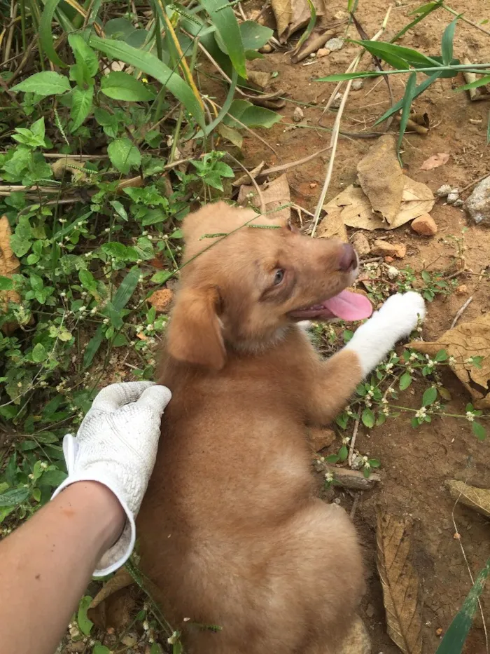Cachorro ra a SRD idade 2 a 6 meses nome Prince