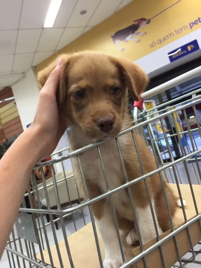 Cachorro ra a SRD idade 2 a 6 meses nome Prince
