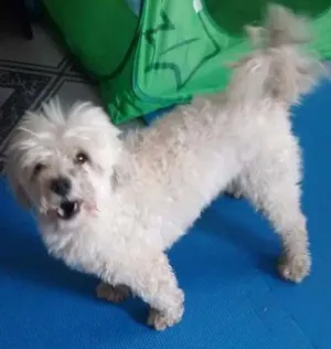 Cachorro raça Maltês idade 2 anos nome pedrinho