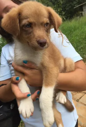 Cachorro raça SRD idade 2 a 6 meses nome Prince