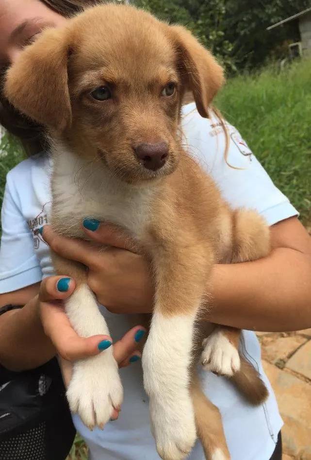 Cachorro ra a SRD idade 2 a 6 meses nome Prince