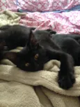 Peludo