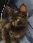 Peludo