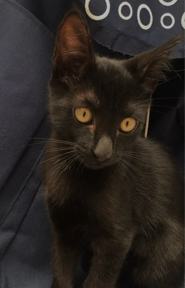 Gato ra a Srd idade 2 a 6 meses nome Jovem 