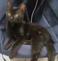 Pequeno