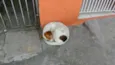 Cachorro raça Vira-lata idade 1 ano nome S/N