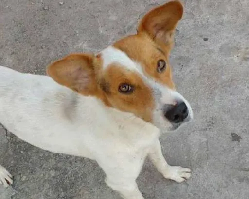 Cachorro raça Vira-lata idade 1 ano nome S/N