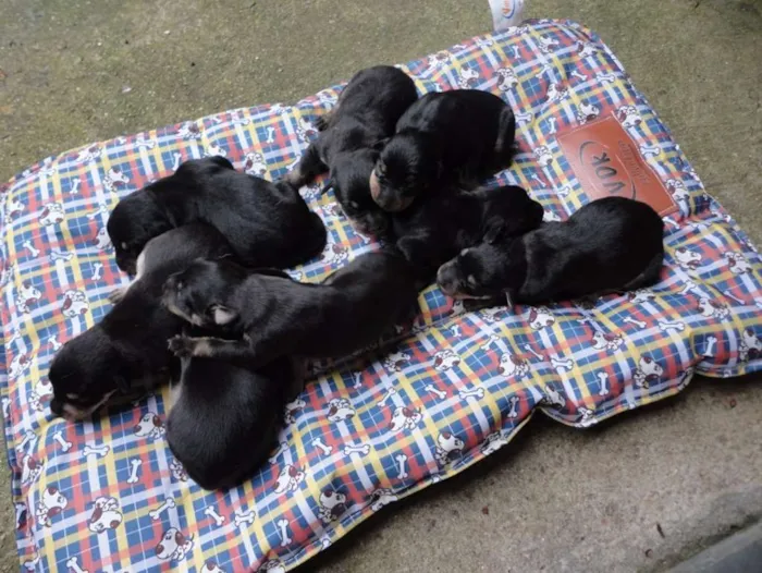 Cachorro ra a Indefinida idade Abaixo de 2 meses nome Sem nome