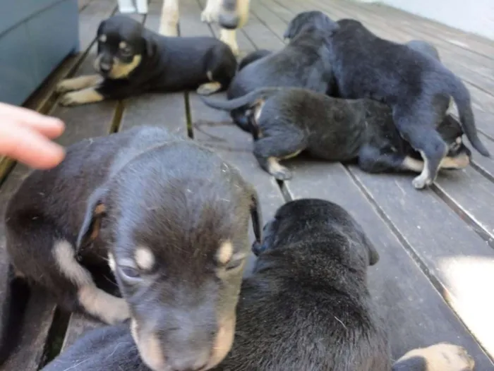 Cachorro ra a Indefinida idade Abaixo de 2 meses nome Sem nome