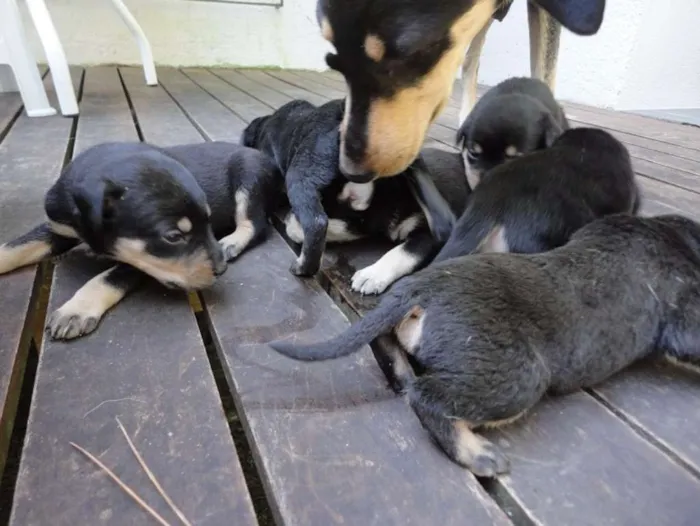 Cachorro ra a Indefinida idade Abaixo de 2 meses nome Sem nome