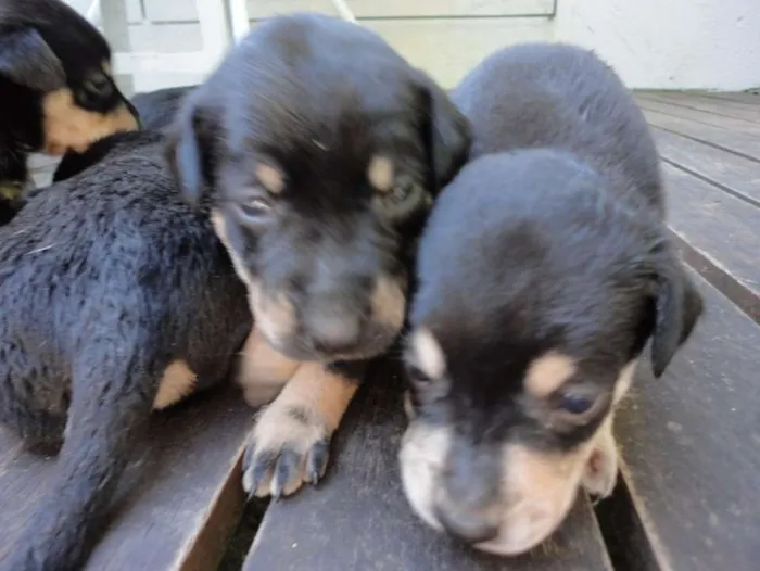 Cachorro ra a Indefinida idade Abaixo de 2 meses nome Sem nome