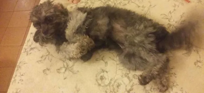 Cachorro ra a Poodle idade 3 anos nome lua