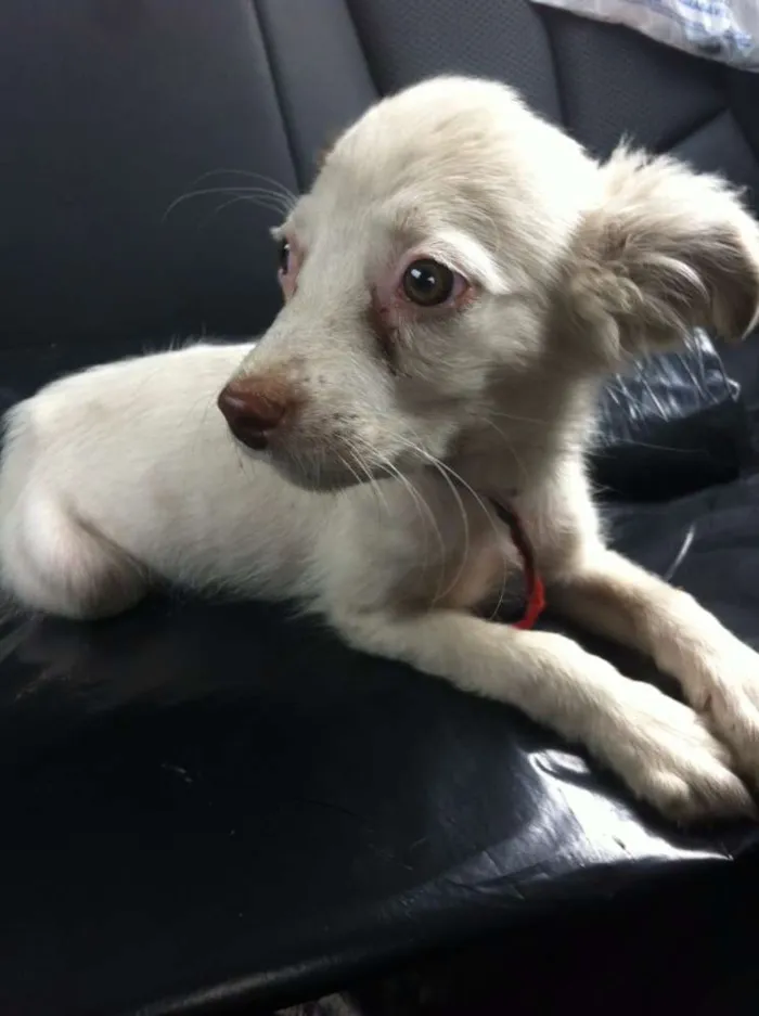 Cachorro ra a SRD idade 2 a 6 meses nome Lilica