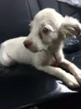 Lilica