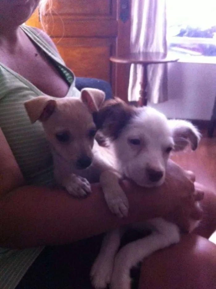Cachorro ra a SRD idade 2 a 6 meses nome Lilica
