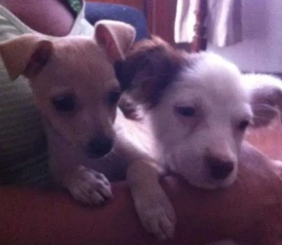 Cachorro ra a SRD idade 2 a 6 meses nome Lilica