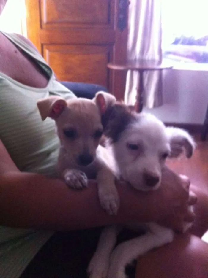 Cachorro ra a srd idade 2 a 6 meses nome Lolla