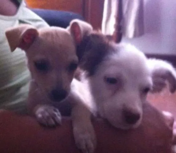 Cachorro ra a srd idade 2 a 6 meses nome Lolla
