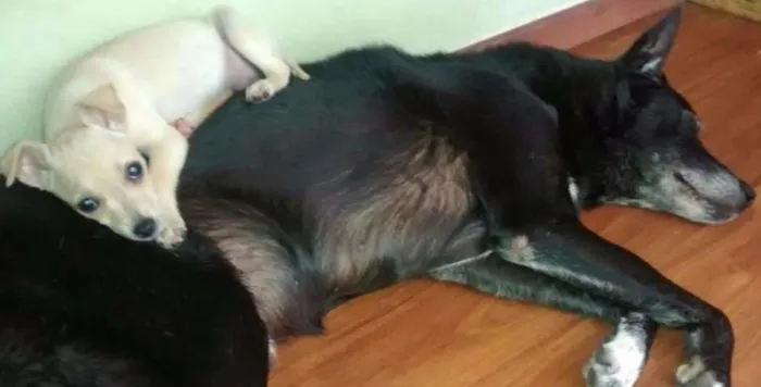 Cachorro ra a srd idade 2 a 6 meses nome Lolla