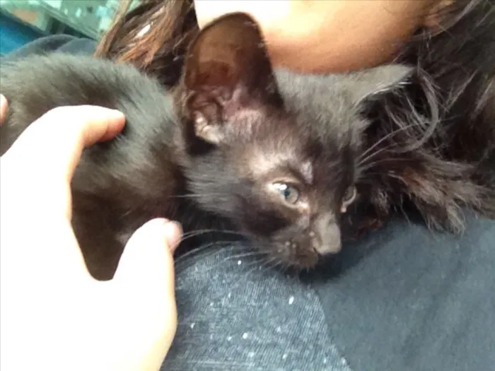 Gato ra a Bombaim idade Abaixo de 2 meses nome Memow