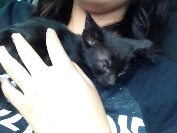 Gato ra a Bombaim idade Abaixo de 2 meses nome Memow