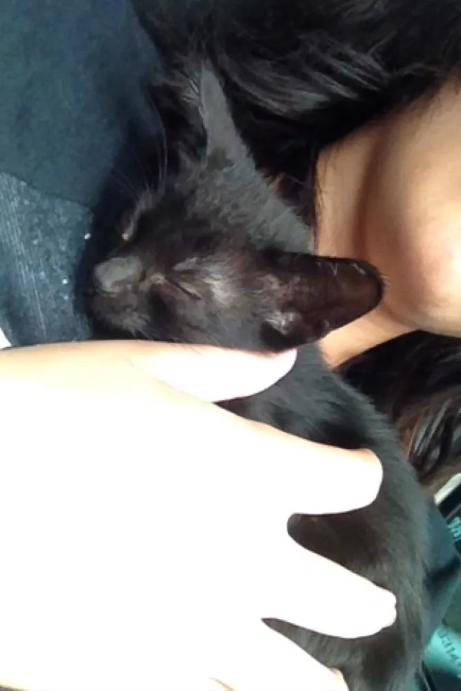 Gato ra a Bombaim idade Abaixo de 2 meses nome Memow