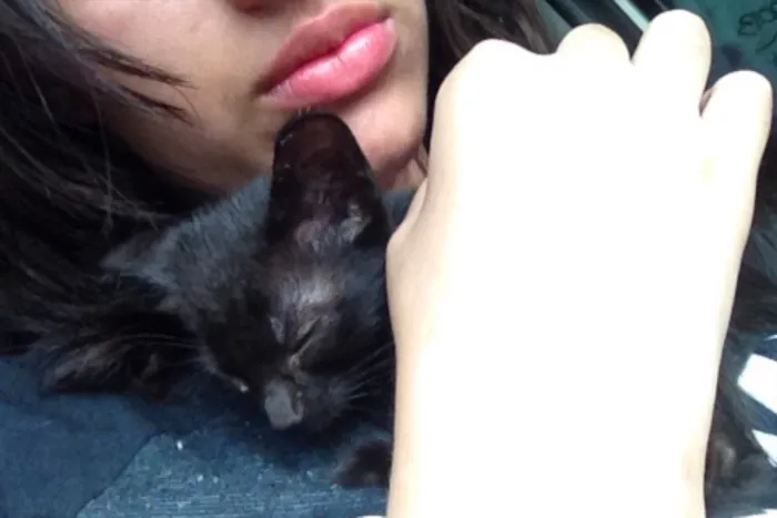 Gato ra a Bombaim idade Abaixo de 2 meses nome Memow