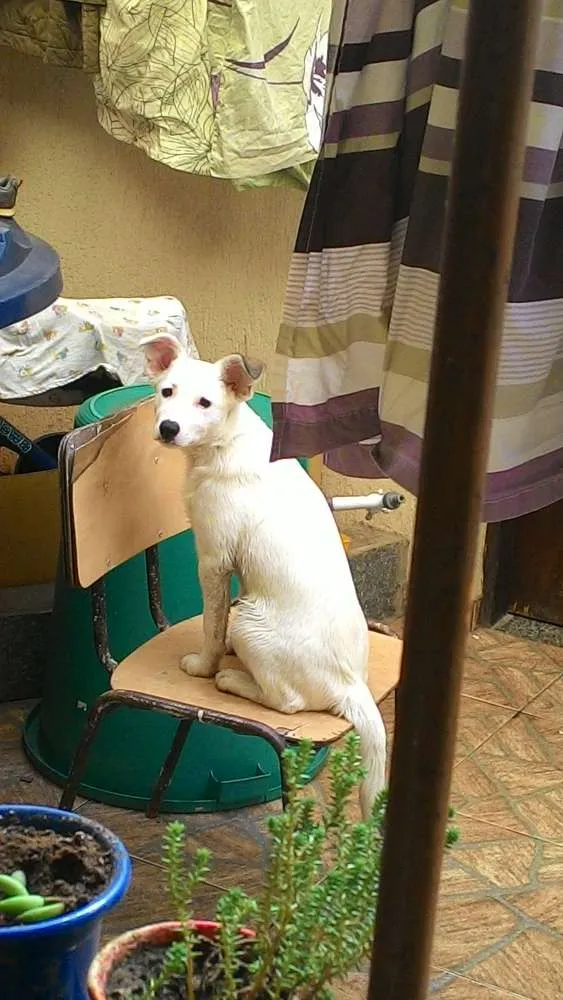 Cachorro ra a Srd idade 7 a 11 meses nome Belinha 