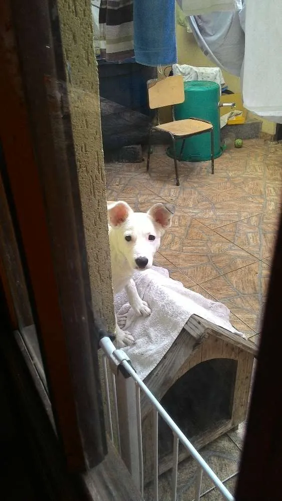 Cachorro ra a Srd idade 7 a 11 meses nome Belinha 