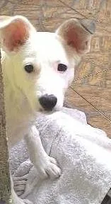 Cachorro raça Srd idade 7 a 11 meses nome Belinha 