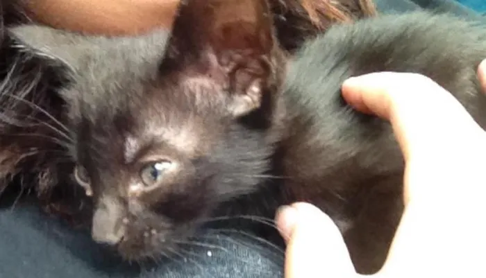 Gato ra a Bombaim idade Abaixo de 2 meses nome Memow