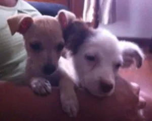 Cachorro raça srd idade 2 a 6 meses nome Lolla