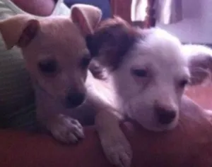 Cachorro raça SRD idade 2 a 6 meses nome Lilica
